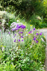 Beautiful botanical garden, violet flowers in spring