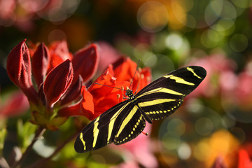 Schmetterling 589 © K.-U. Häßler