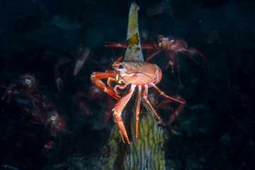 Tuna Crab sitting on kelp