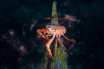 Tuna Crab sitting on kelp