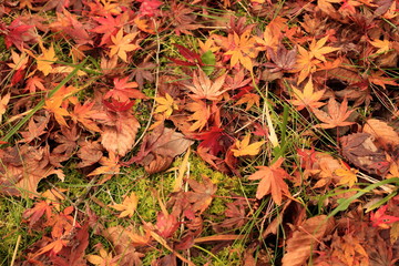 Autumn came and the leaves started to fall.