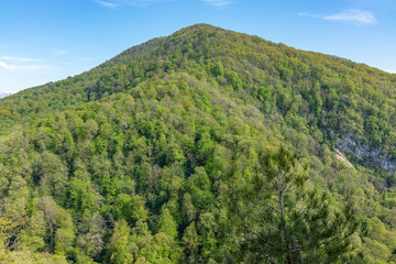 Mountain overgrown with thick green forest