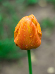 orange tulips after rain with water drops 