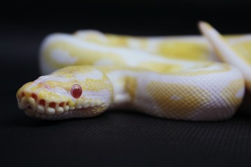 Yellow albino snake on black Background 