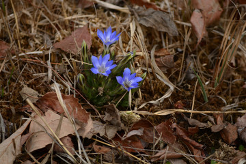 Bright blue gentian flowers in a water meadow.