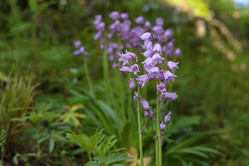 Purple field flowers in the form of bells