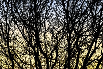 Tree branches silhouette and colorful blue and golden gradient sky at the background