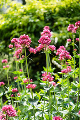 Beautiful botanical garden, flowers and blooming bushes in spring