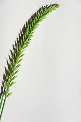 Single green spikelet on a white background. Close-up
