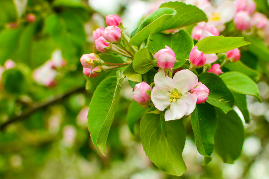 apple tree branch with flowers close up. The concept of spring and freshness, garden and harvest.