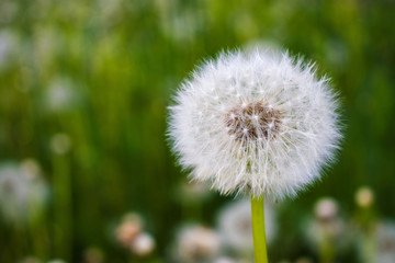 Beautiful white dandelion flowers in green grass. Nature field flowers in meadow.