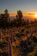 Tajinastes in La Palma with sea of clouds at sunset  © Hacomar