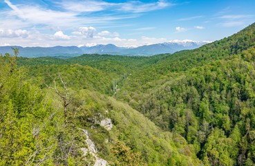 Obraz premium Thick forest in a green valley with power lines. Snow capped mountains visible on the horizon