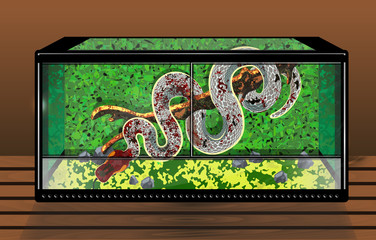 Vector image with blemished red and white snake inside the terrarium. Exotic reptiles at home. The arrangement of the terrarium