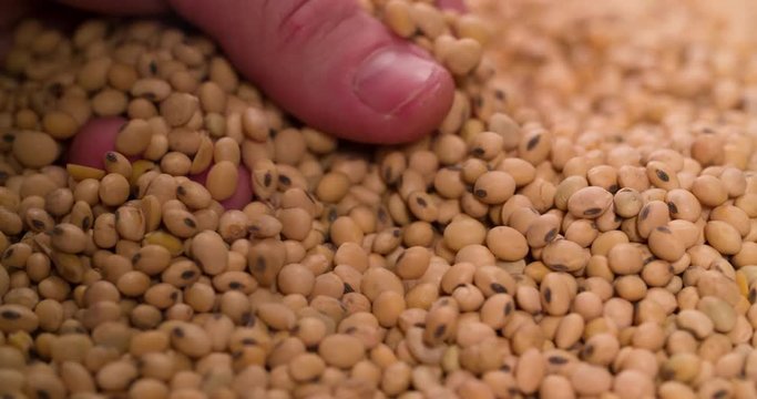Hand takes inspecting check Soybeans Macro Closeup shot 4K video