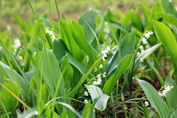 lilies of the valley