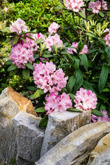 Beautiful botanical garden, pink flowers and blooming bushes in spring