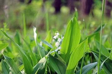 lilies of the valley