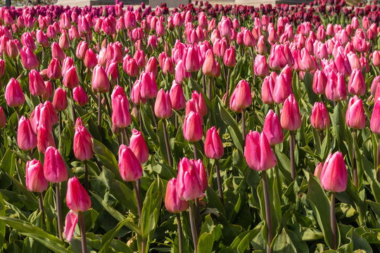 Tulips in Amsterdan, Netherlands. Background Photo