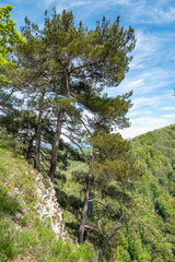Pines on a green mountain slope.