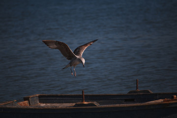 Seagull between boats on the water