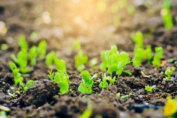 young plants of green peas