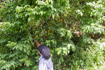 Grenada landscape Caribbean sea