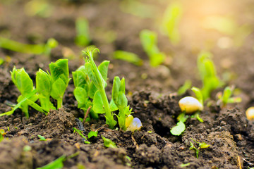 young plants of green peas
