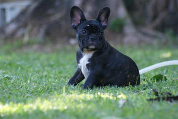 Bulldog francês - frenchie puppy - Tigrado