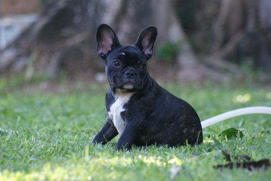 Bulldog franc&ecirc;s - frenchie puppy - Tigrado
