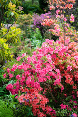 Beautiful botanical garden, pink flowers and blooming bushes in spring