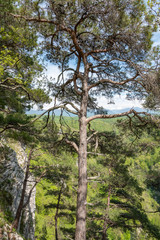 Pines on a green mountain slope.