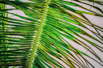 Close up vintage photo of palm leaf, Abstract green texture and natural background.