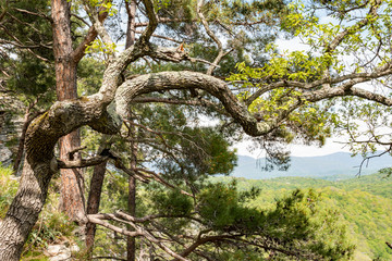 Pines and oak on a green mountain slope.