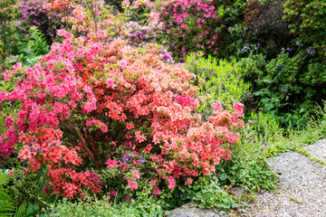Beautiful botanical garden, pink flowers and blooming bushes in spring