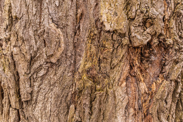 Texture of a tree trunk