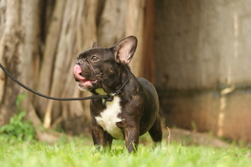Bulldog francês - frenchie puppy - Tigrada