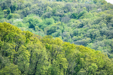 Obraz premium Thick green forest on the hillside. Spring colors in the mountain forest.