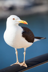Black-backed seagull standing on rails