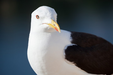 Black-backed seagull portrait, close-up view