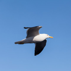 Soaring black-backed seagull, square image