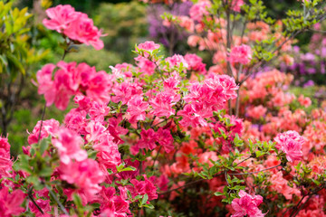 Beautiful botanical garden, pink flowers and blooming bushes in spring
