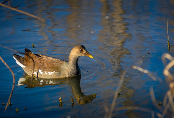 Bird in nature