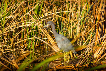 Little heron Bird fishing in nature