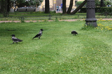 young crows in the city Park    