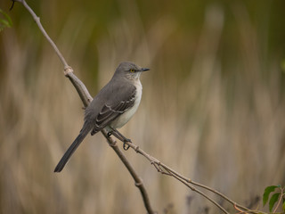 Mockingbird on branch