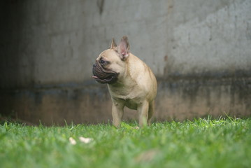 Bulldog francês - frenchie puppy - Fulvo