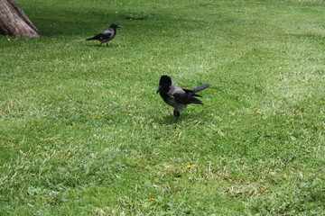  young crows in the city Park   