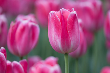 Close-up picture of pink tulips blooming in a garden in spring