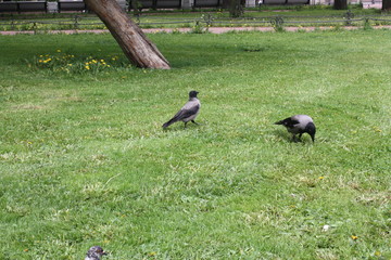  young crows in the city Park   